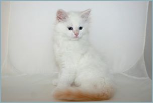 Male Siberian Kitten from Deedlebug Siberians